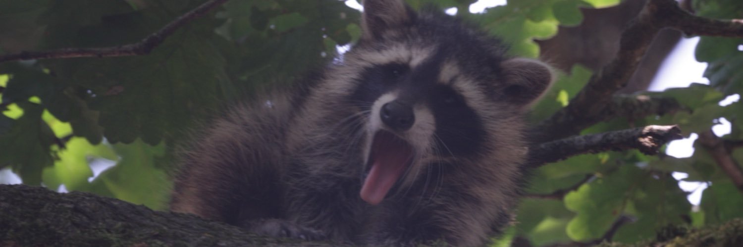 Titiesouan's profile banner image