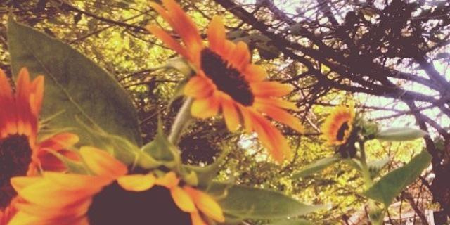 cc_revell's profile banner image
