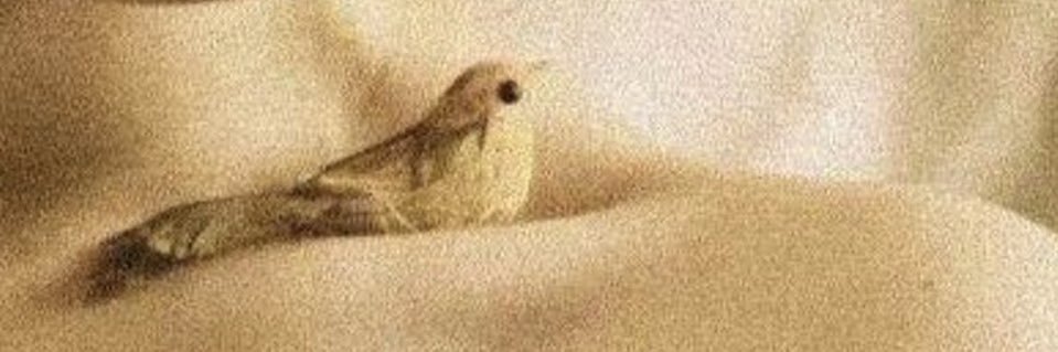 snmksmr's profile banner image