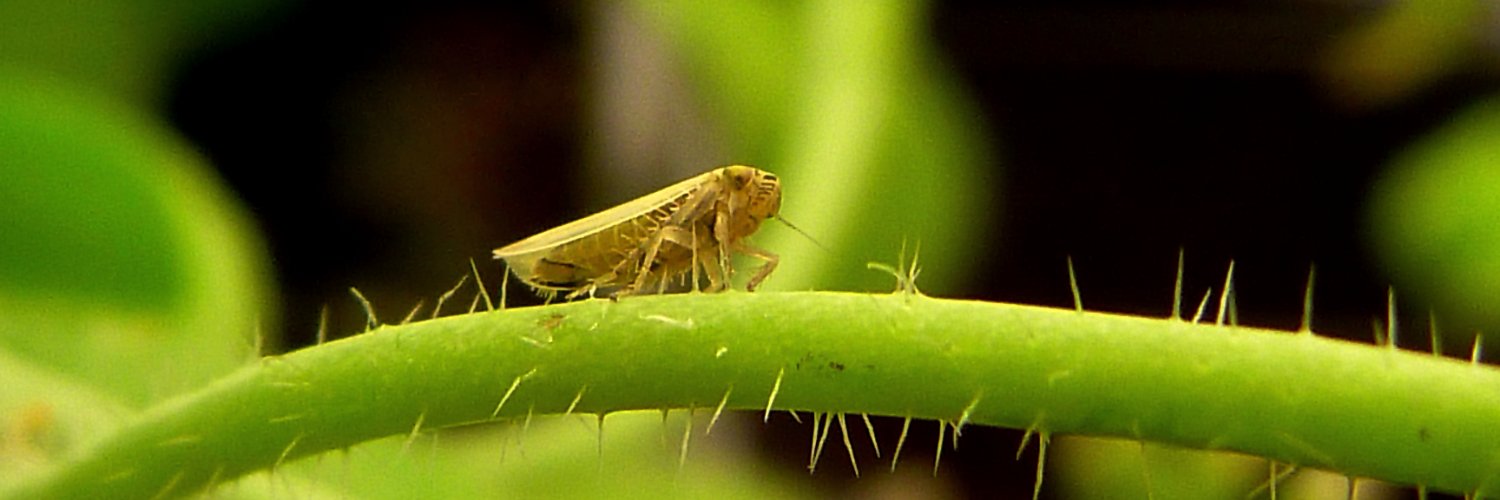 Advancing Plant Health banner