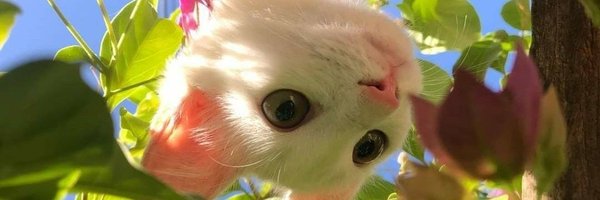 ppworld9 Profile Banner