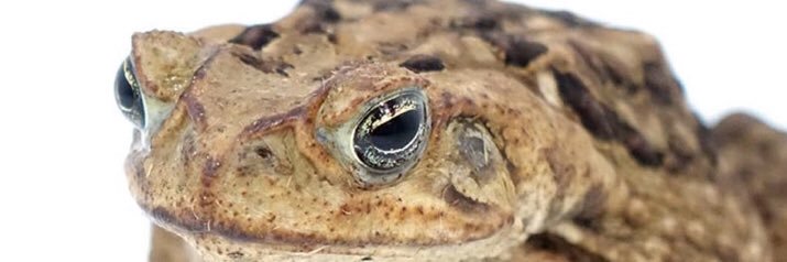 Scales & Things banner