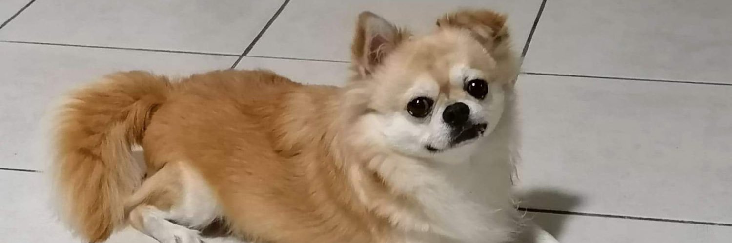 Andrés 🐾🤎🐶 banner