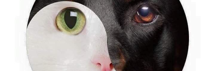 Mundo Animal banner
