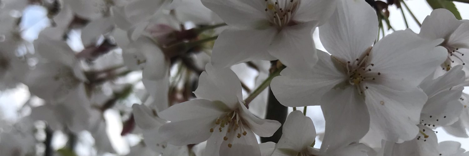 BlondieSinger03's profile banner image
