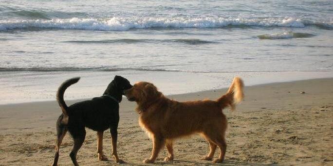 beachvetlbc's profile banner image