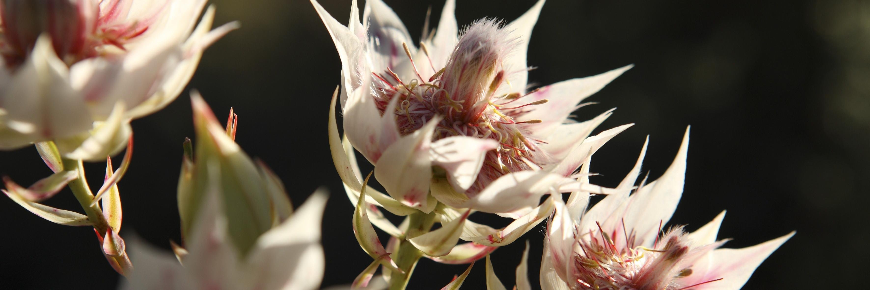 Serruria Residence banner