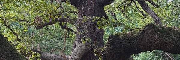 moonsoultarot Profile Banner