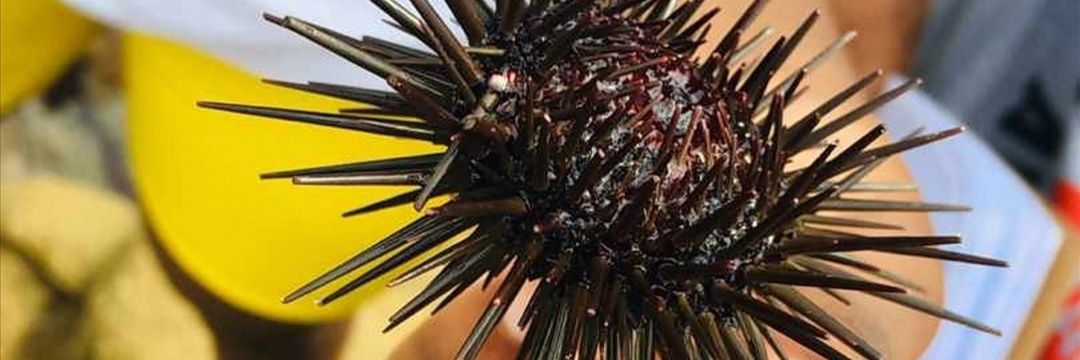 Tressia_Chikodza banner