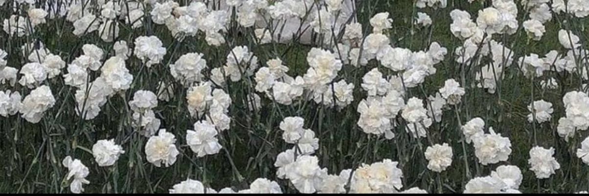 _yeslyy's profile banner image