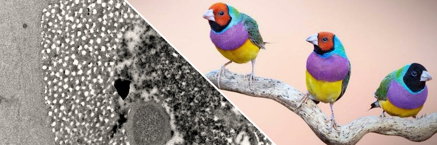 CristianaMarques banner