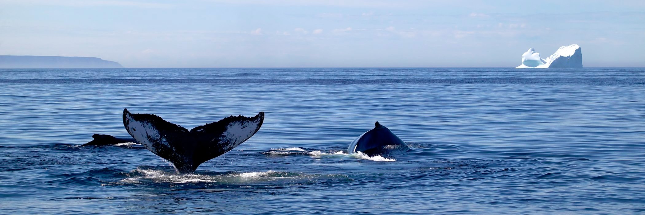 Viking Trail Tourism 🐳 banner