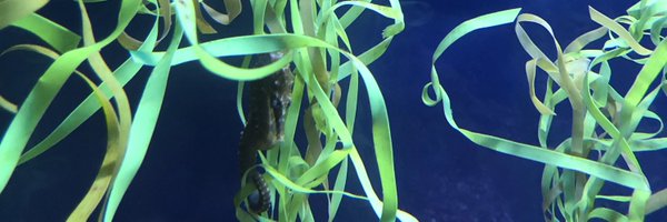 Elsa_SanchezL Profile Banner