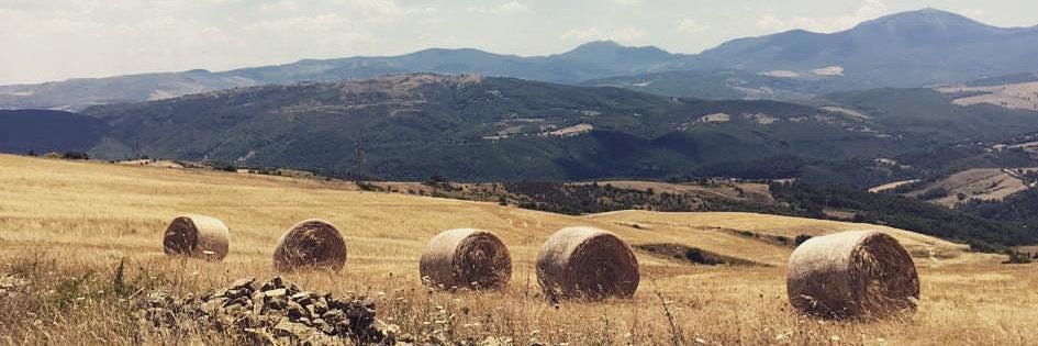 Michele Masulli banner