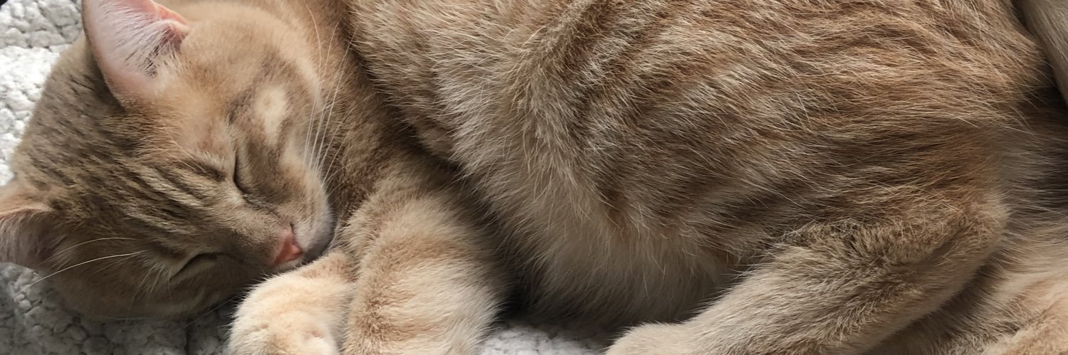 thecocoCA8's profile banner image