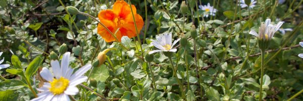 Miss Midnight ☮️🟧 banner