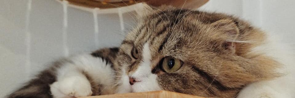 pop🐱🌼🌸💫 banner
