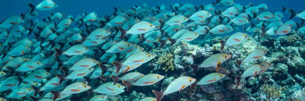 MissionBlue Profile Banner