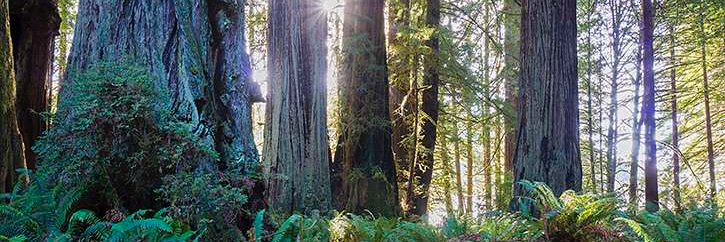 jacque_chapman's profile banner image