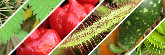 PlantsFromSeed's profile banner image