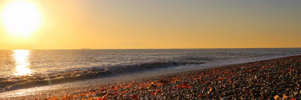 SunPinnedLeaves Profile Banner