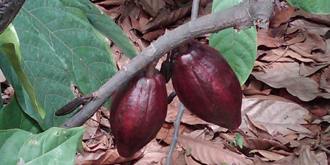 ciadechocolates's profile banner image