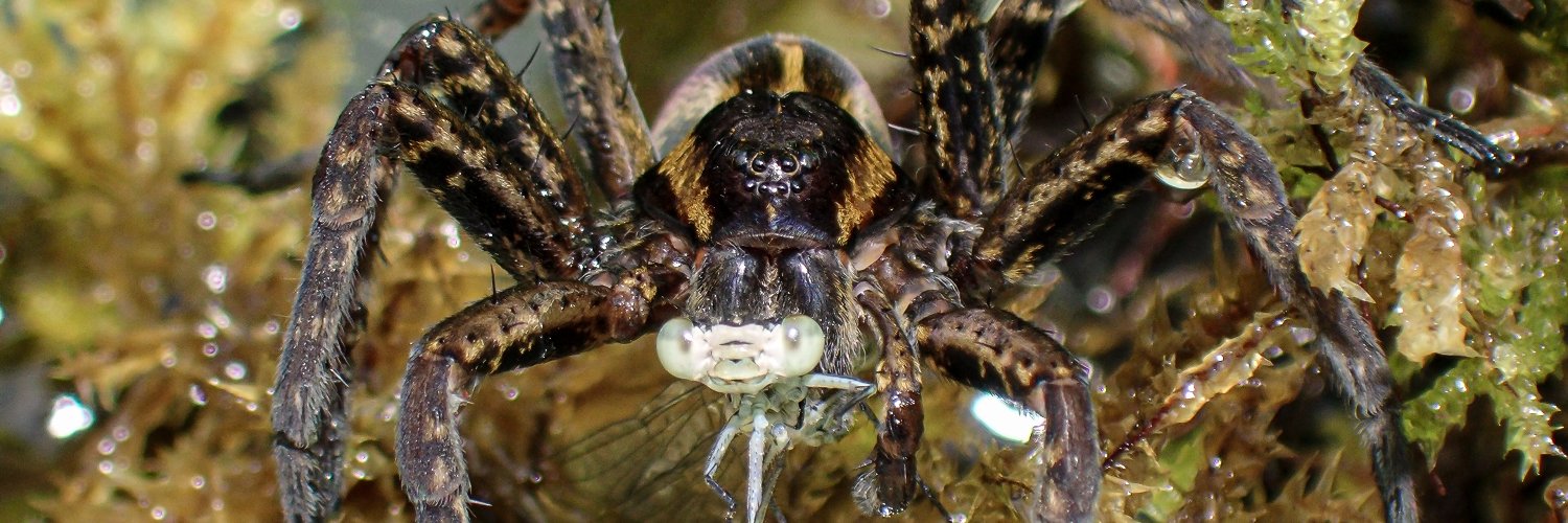 Dr. Keith Lyons banner