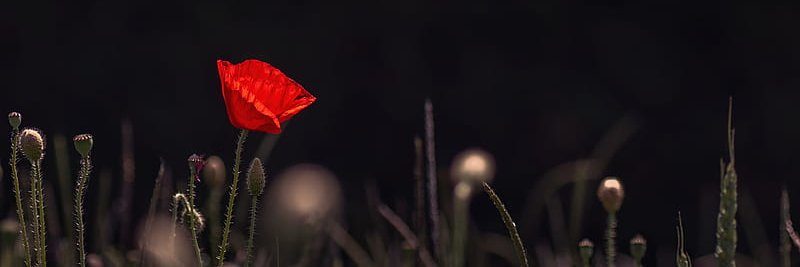 PoppyZMS_'s profile banner image