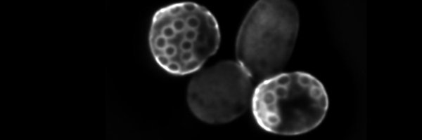 osman_lab Profile Banner