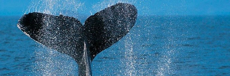 PacficDelta's profile banner image