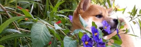 miashibagirl's profile banner image
