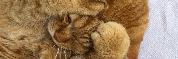 teo_kai_xiang Profile Banner