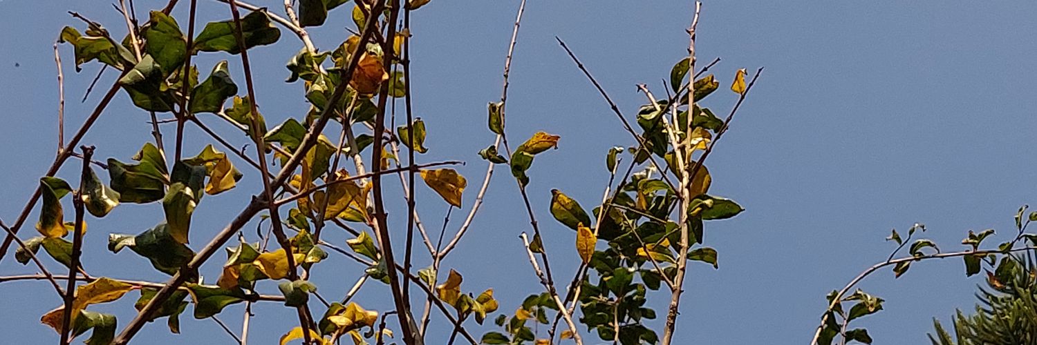 darkreyal's profile banner image