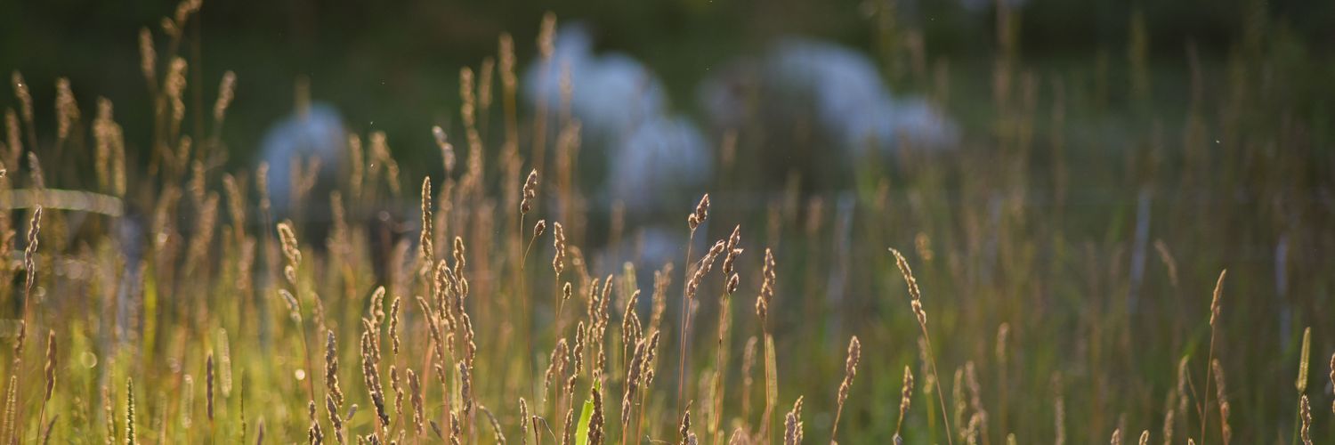 jsmcdougall's profile banner image