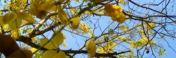 Natt🌻 banner