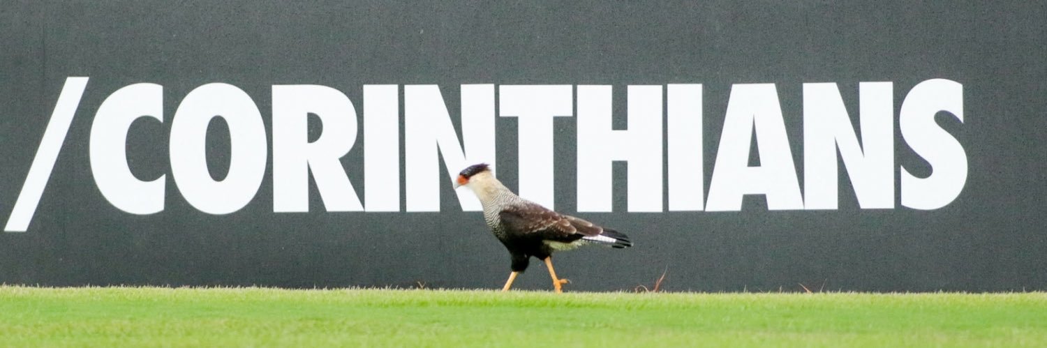 Ratolinha's profile banner image