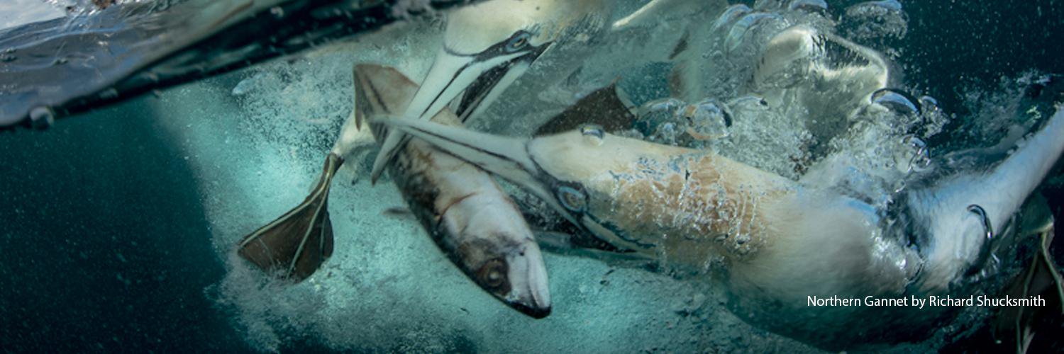 British Wildlife Photography Awards banner
