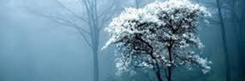 NitzanCassidy's profile banner image