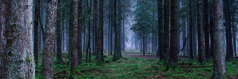 PM.❄️🌙🌲 banner