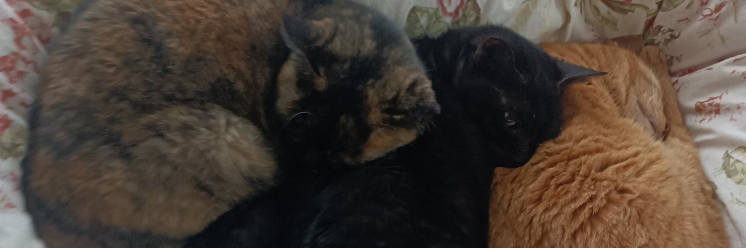 羊毛🐑 banner