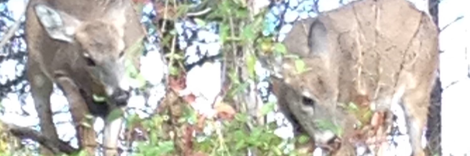 bucksnort23's profile banner image