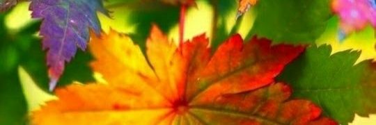 iklanraja's profile banner image