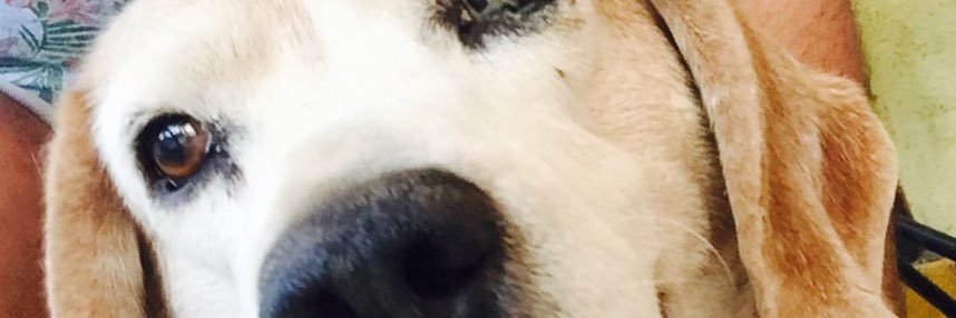 CAPITÁN LOBOS 🫥 banner