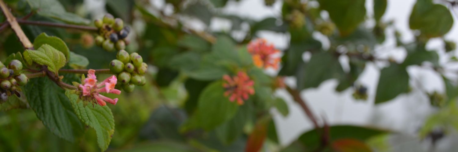 rifaiphury's profile banner image