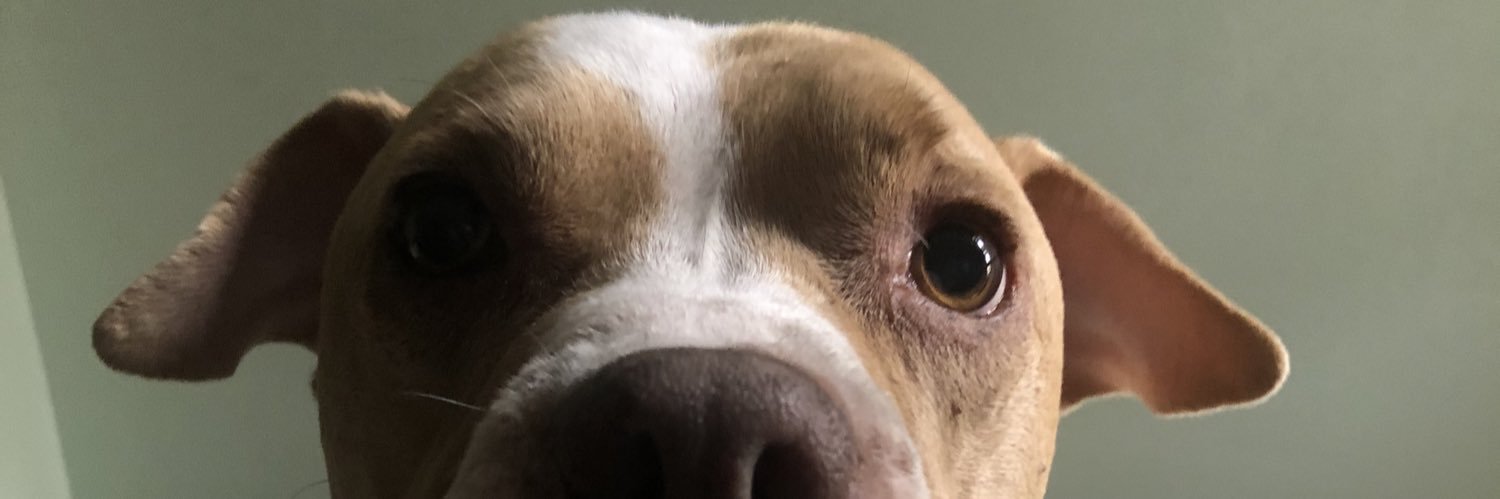 L banner