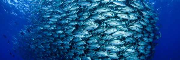 MSCbluefishtick Profile Banner