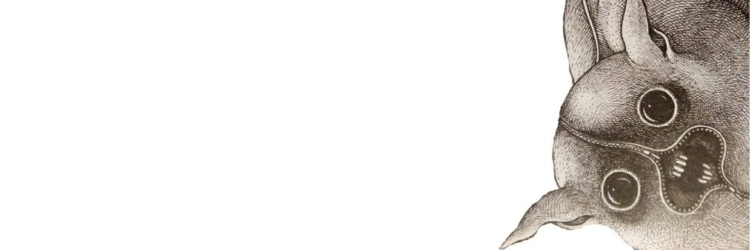 freswos's profile banner image