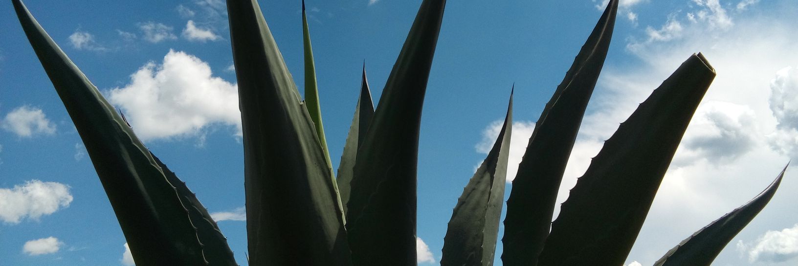 XanyLin's profile banner image