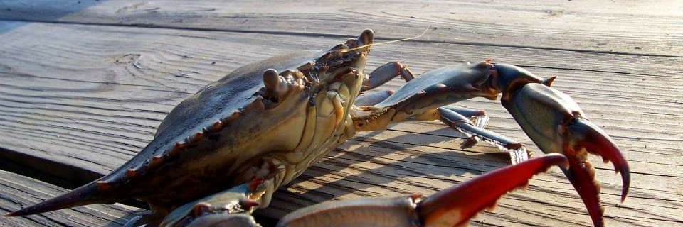 aa_ocean's profile banner image