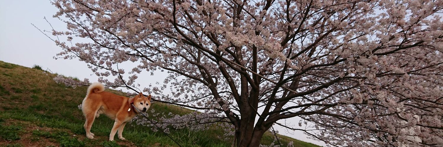 25yuimy's profile banner image